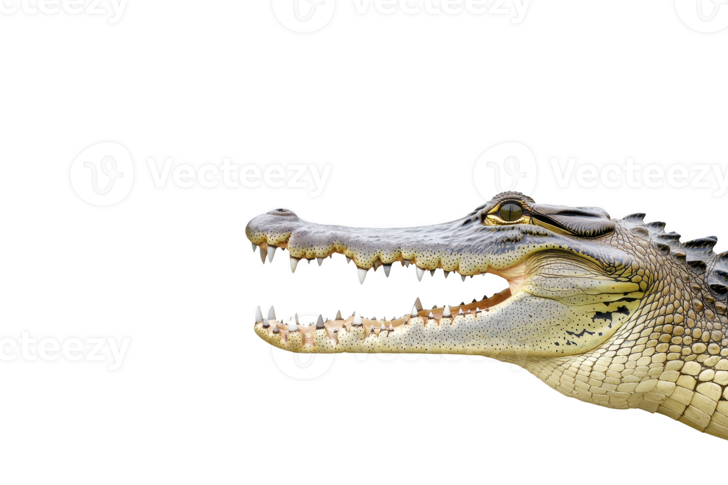 A close up of crocodile head with its mouth open, showcasing sharp teeth and textured scales. image highlights reptile fierce expression and natural details png