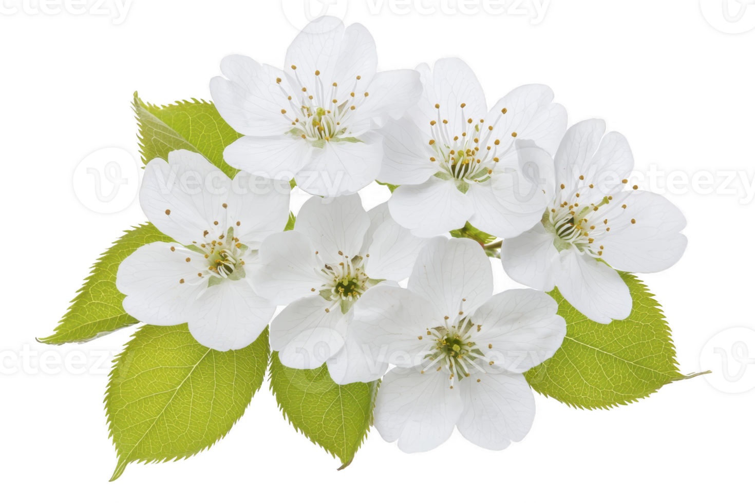A White cherry blossoms with green leaves create fresh and delicate floral arrangement, symbolizing spring and renewal. soft petals and vibrant leaves evoke sense of tranquility png