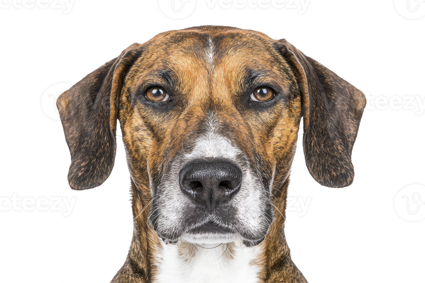 A close up of brown and white dog with serious expression, showcasing its detailed fur and attentive eyes against plain background png