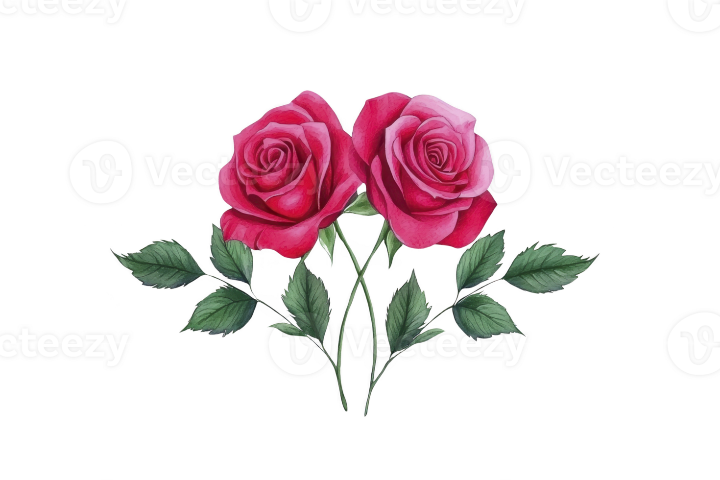 A Two vibrant pink roses with lush green leaves are beautifully illustrated, showcasing elegance and romance. delicate petals and detailed foliage create sense of natural beauty and grace png