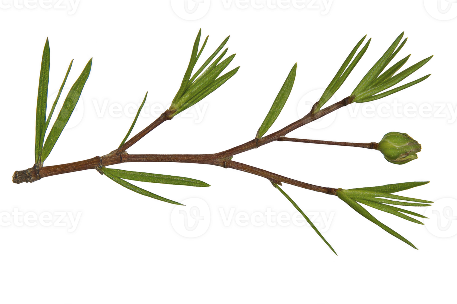 A close up of green pine branch with slender needles and small bud, isolated on transparency background, showcasing nature simplicity and detail png