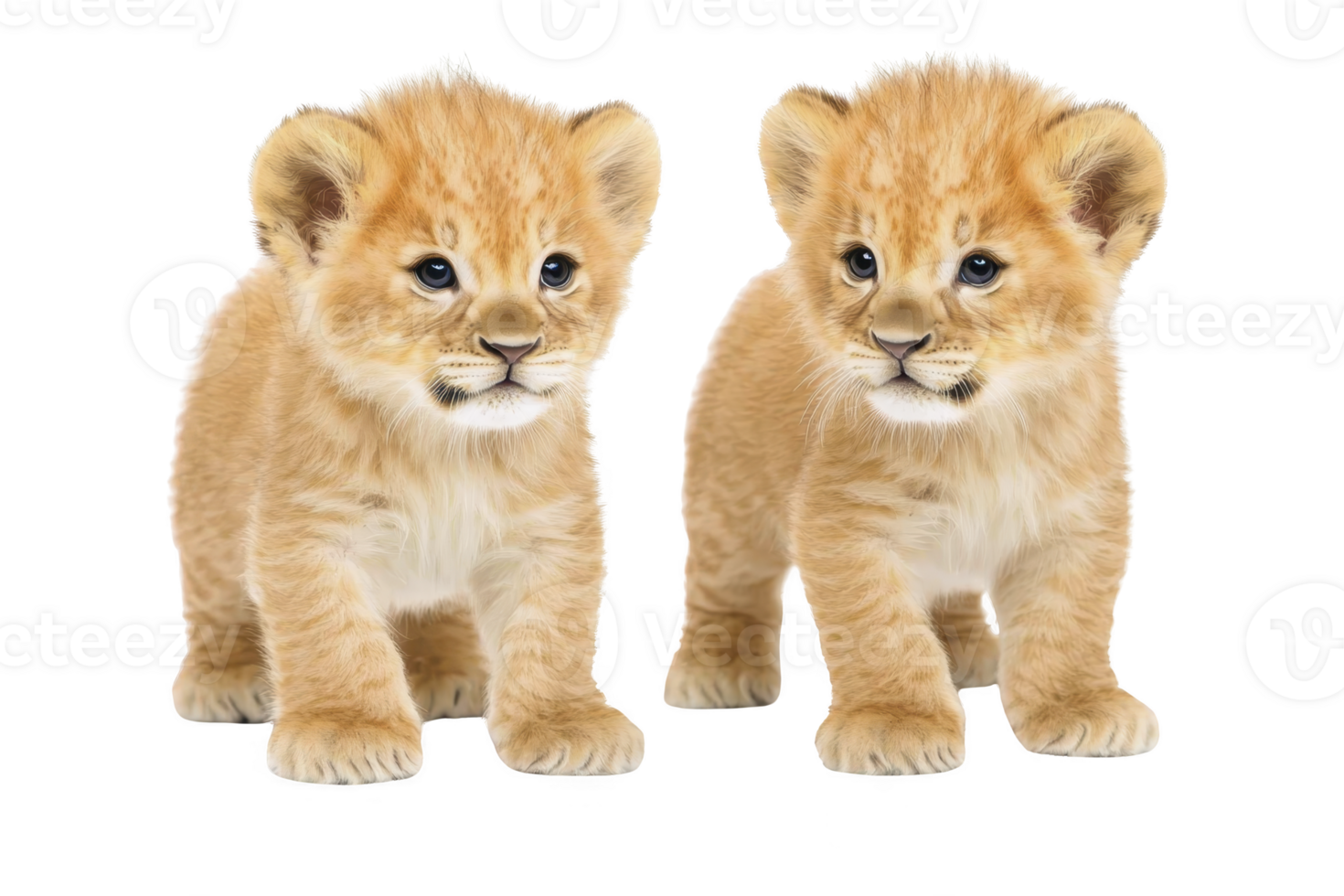 A Two adorable lion cubs stand side by side, showcasing their fluffy fur and curious expressions. Their soft, golden coats and bright eyes capture sense of innocence and playfulness png