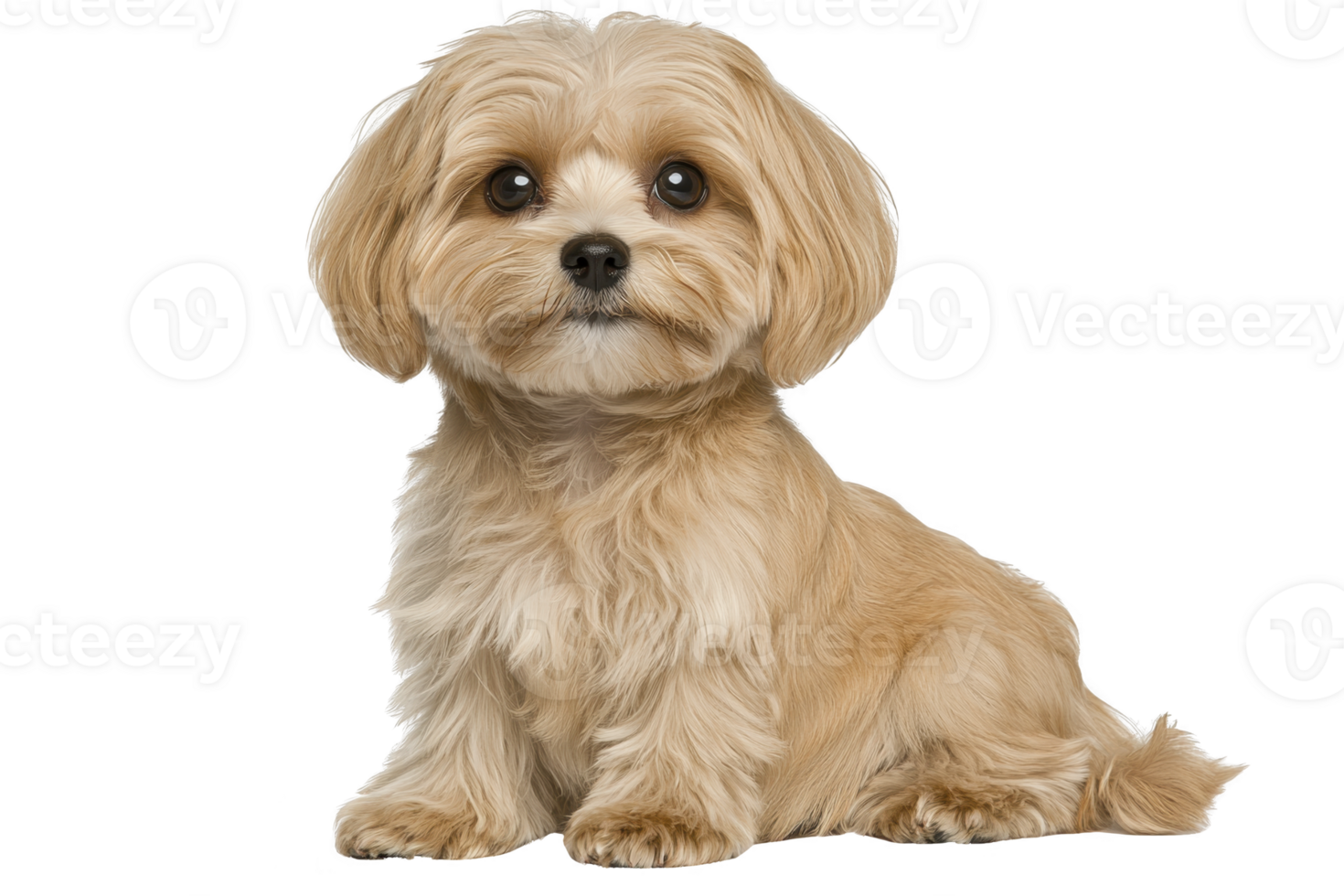 A cute, fluffy small dog with light brown coat sits attentively, showcasing its adorable features and expressive eyes. dog soft fur and gentle demeanor evoke sense of warmth and companionship png