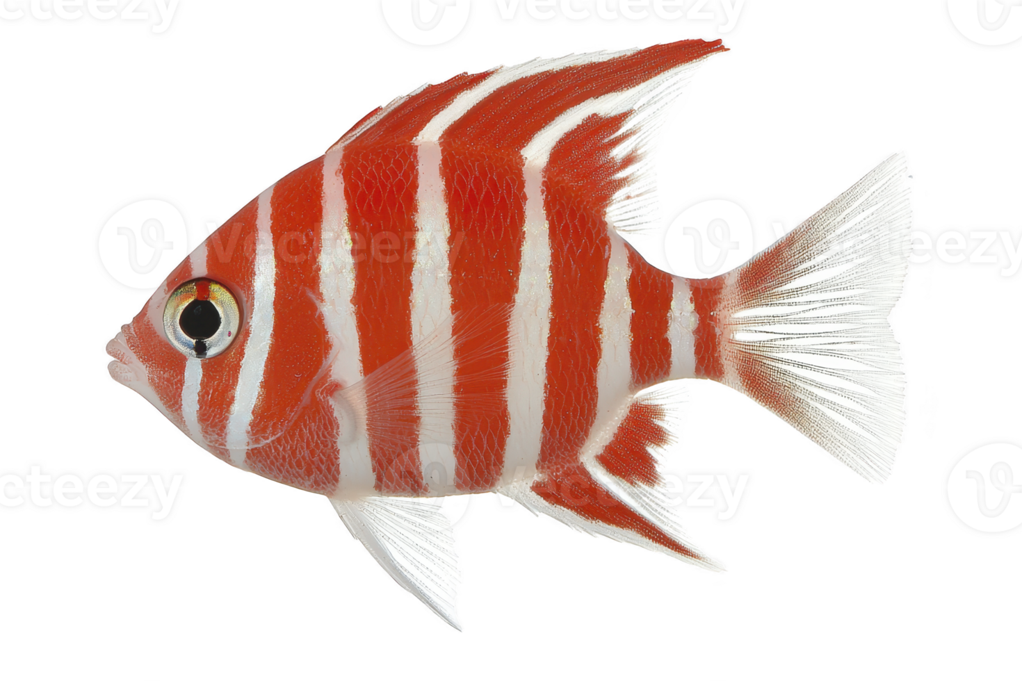 A vibrant fish with striking red and white stripes swims gracefully, showcasing its delicate fins and unique pattern. fish eye is prominent, adding to its lively appearance png