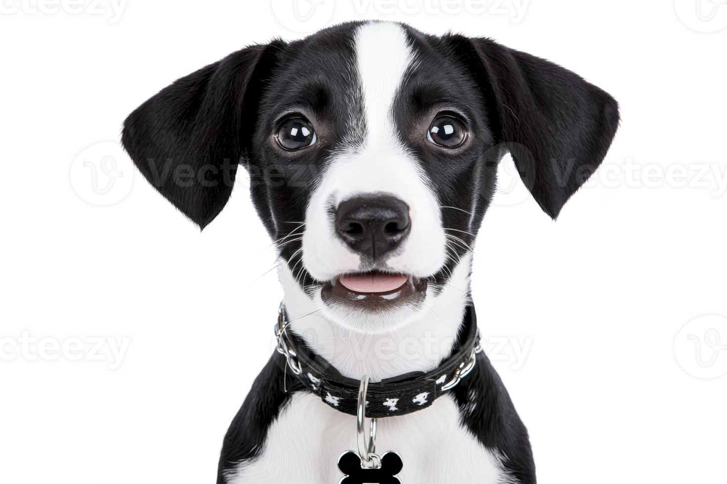 A cute black and white puppy with playful expression, wearing collar with bone patterns, looks directly at camera. background is plain, highlighting puppy adorable features png