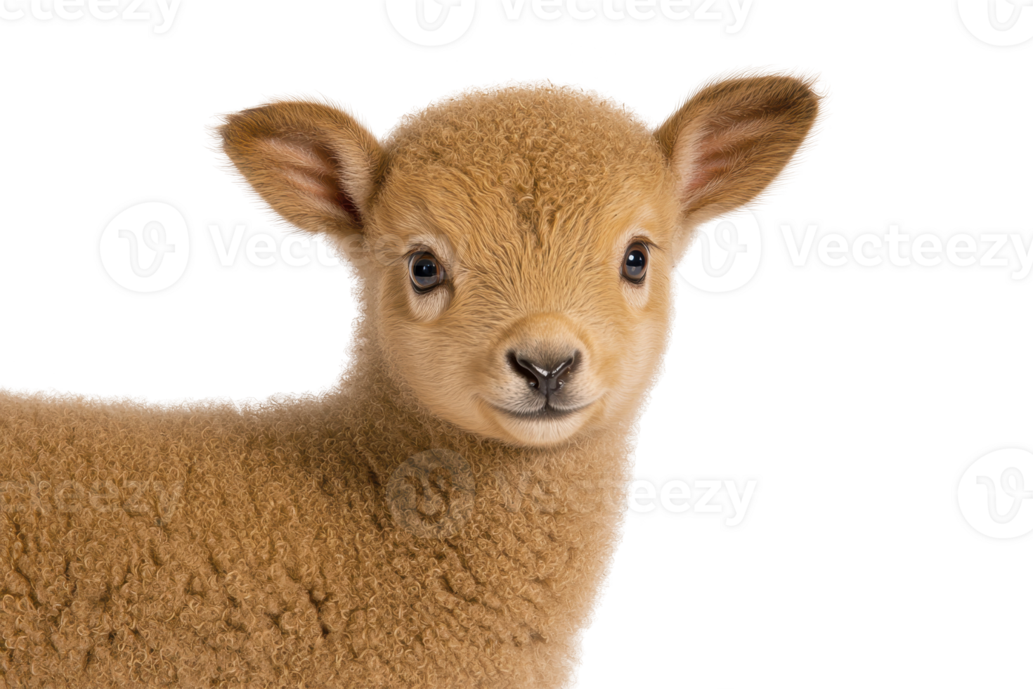 A cute lamb with soft, curly wool and big, expressive eyes stands against transparency background, exuding innocence and charm. lamb ears are perked up, adding to its adorable appearance png