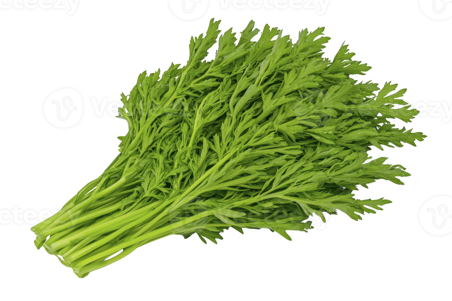 A fresh bunch of vibrant green carrot tops with delicate, feathery leaves, perfect for adding touch of flavor and nutrition to various dishes png