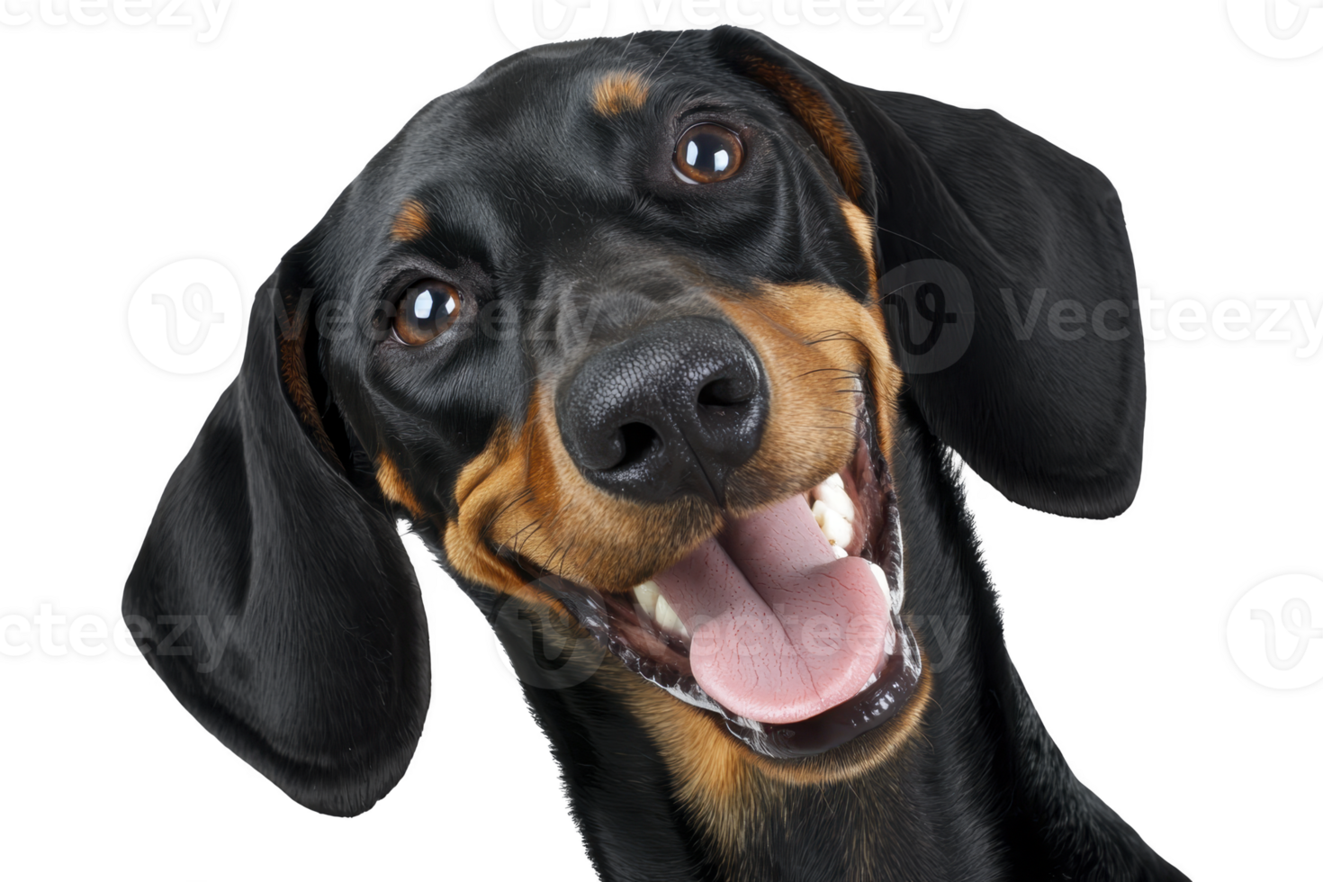 A happy black and tan dachshund with joyful expression and tongue out, showcasing its playful nature. dog shiny coat and floppy ears add to its adorable appearance png
