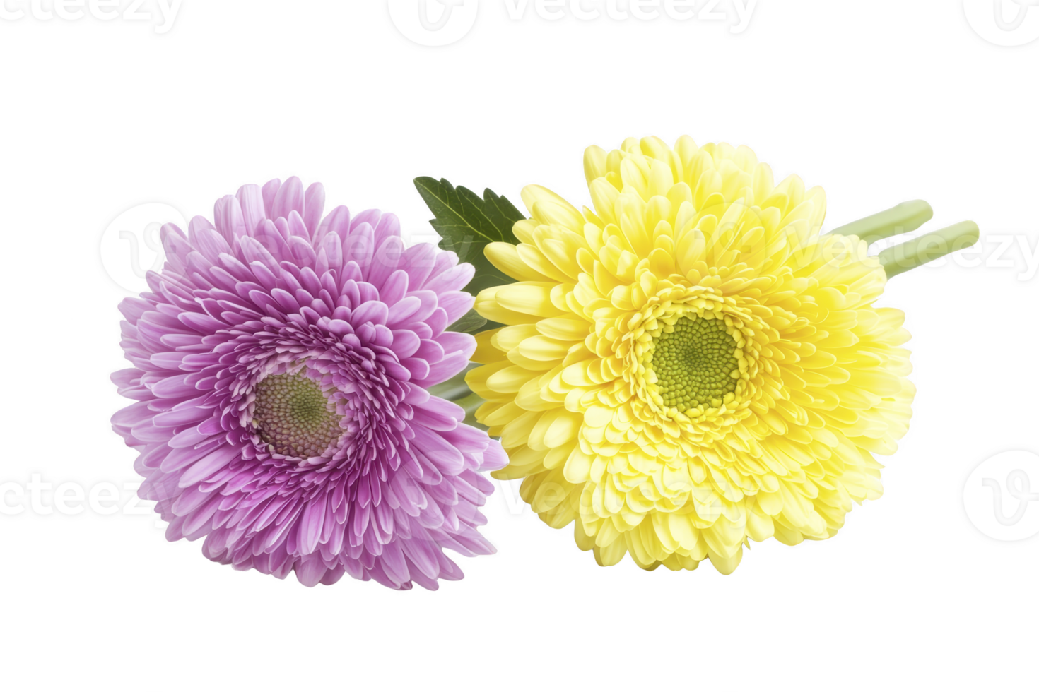 A Two vibrant gerbera daisies, one purple and one yellow, are placed side by side against transparency background, showcasing their intricate petal patterns and bright colors png