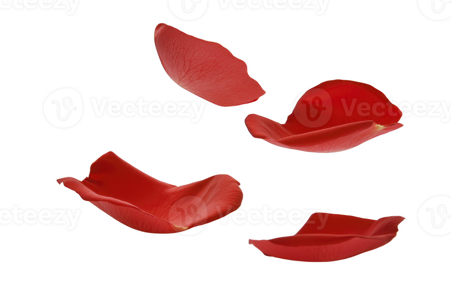 A Four vibrant red rose petals are gracefully floating against transparency background, creating sense of elegance and romance. delicate texture and rich color of petals evoke feelings of love png