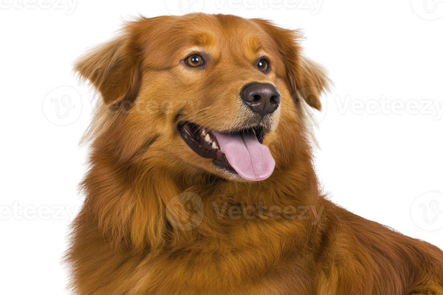A happy golden retriever with shiny coat and bright eyes looks to side, tongue out, against plain background. dog friendly expression and fluffy fur are prominent png