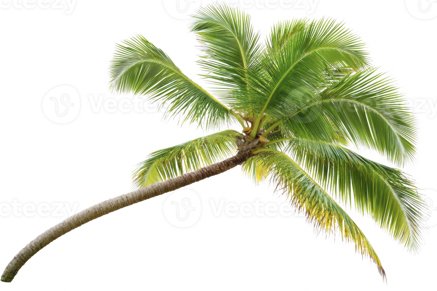 A lush green palm tree with slightly curved trunk and vibrant fronds creates tropical and serene atmosphere. palm leaves spread out gracefully, evoking sense of relaxation png