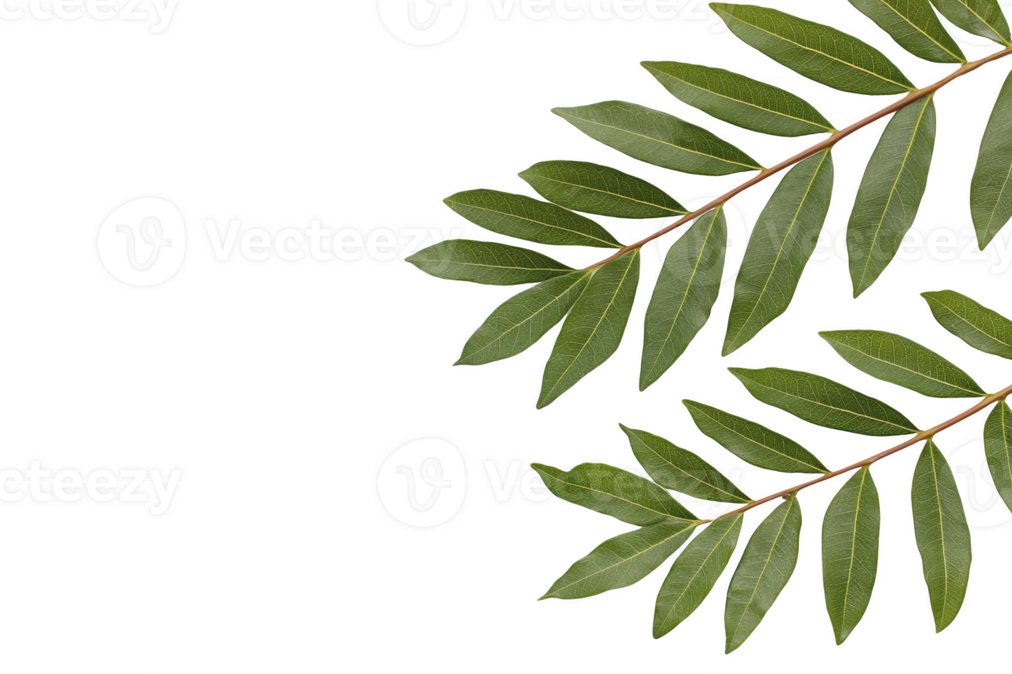 A Green leaves with glossy texture are arranged symmetrical pattern against transparency background, creating natural and fresh appearance. leaves are elongated and pointed, showcasing their vibrant png