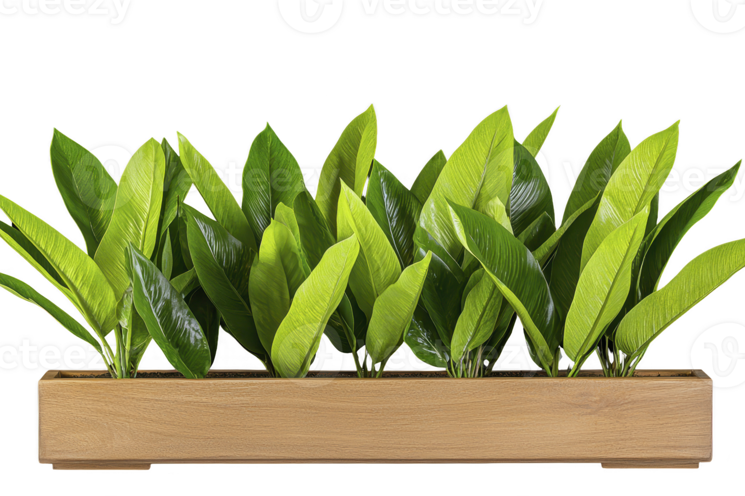 A row of vibrant green plants is neatly arranged in long, rectangular wooden planter, creating fresh and natural display. lush leaves add touch of nature to any space png