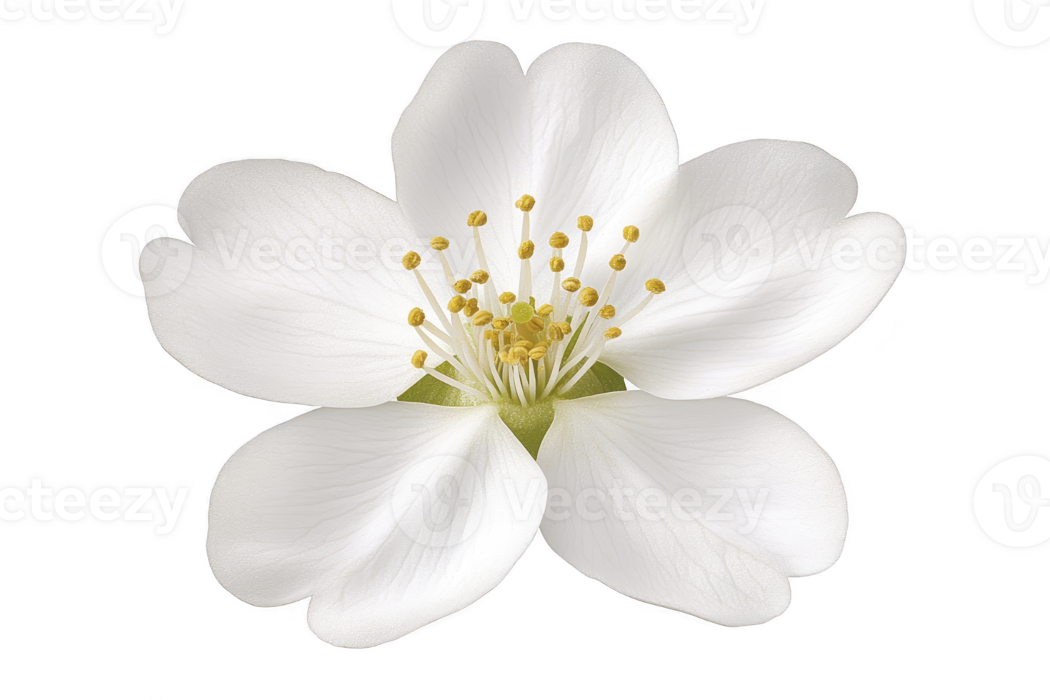 A delicate white flower with soft petals and yellow stamens, isolated on transparency background, exudes purity and simplicity png