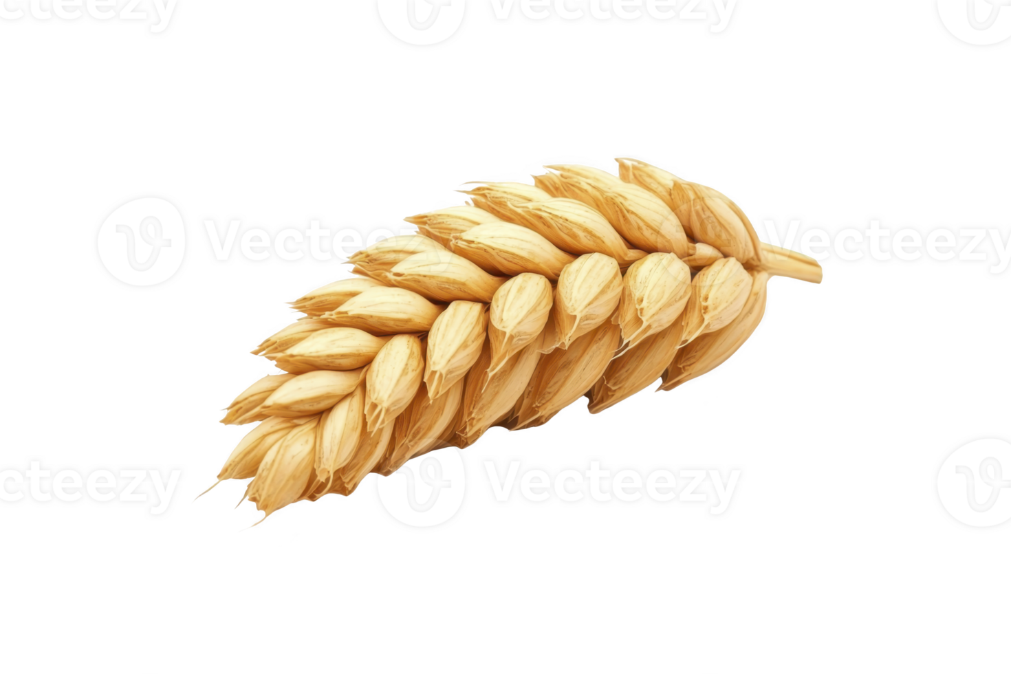 A single golden wheat ear isolated on transparency background, showcasing its detailed texture and natural beauty. Perfect for agricultural themes or food related designs png