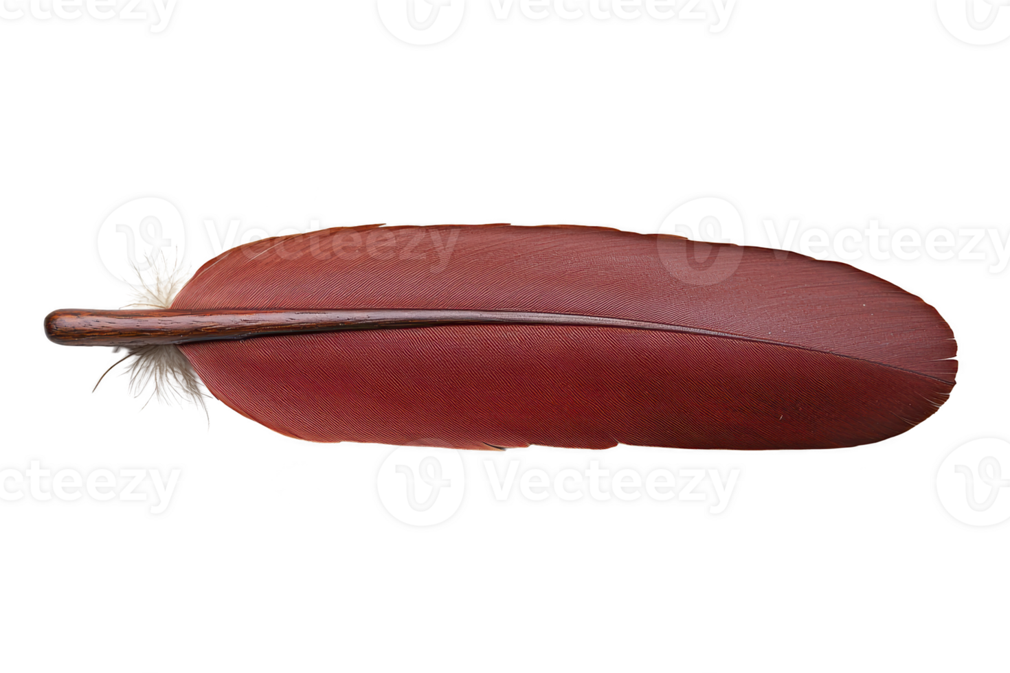 A single red feather with smooth texture and white tuft at base, isolated on transparency background, evokes sense of elegance and simplicity png