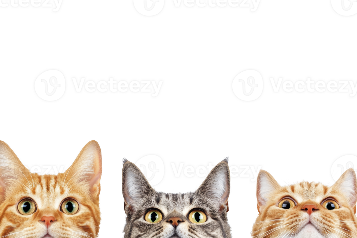 A Three curious cats with wide eyes peek over edge, showcasing their playful and inquisitive nature. image features two orange tabby cats and one gray tabby cat against plain background png
