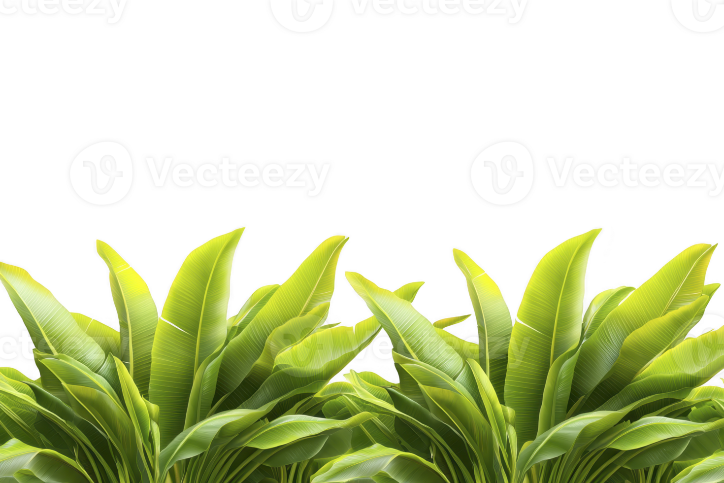 A Lush green tropical banana leaves create vibrant and fresh atmosphere, perfect for nature themed designs or backgrounds. vivid foliage adds sense of tranquility and exotic beauty png