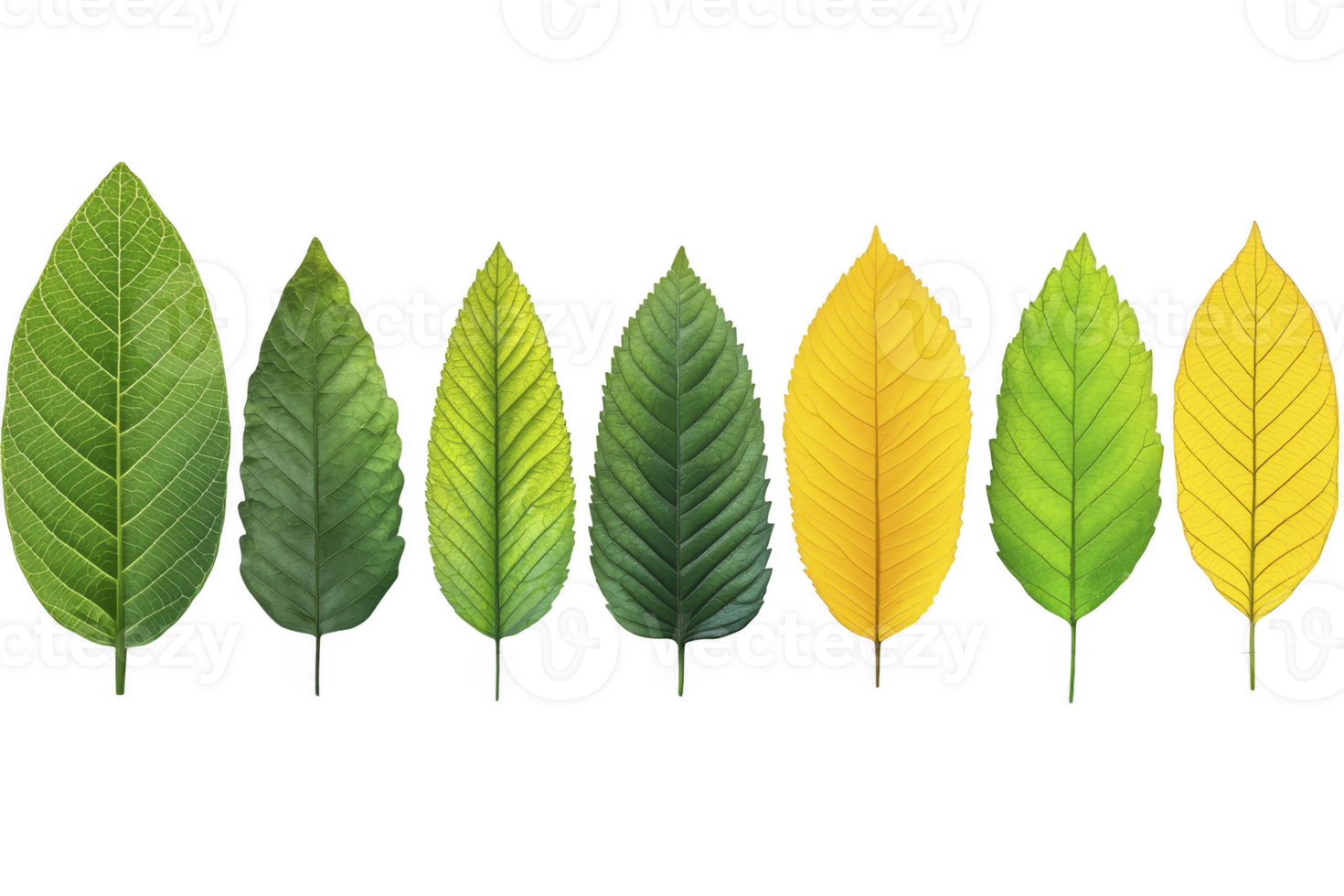 A Seven leaves varying shades from green to yellow are arranged row, showcasing transition of colors nature. Each leaf displays unique textures and patterns, highlighting beauty of natural diversity png