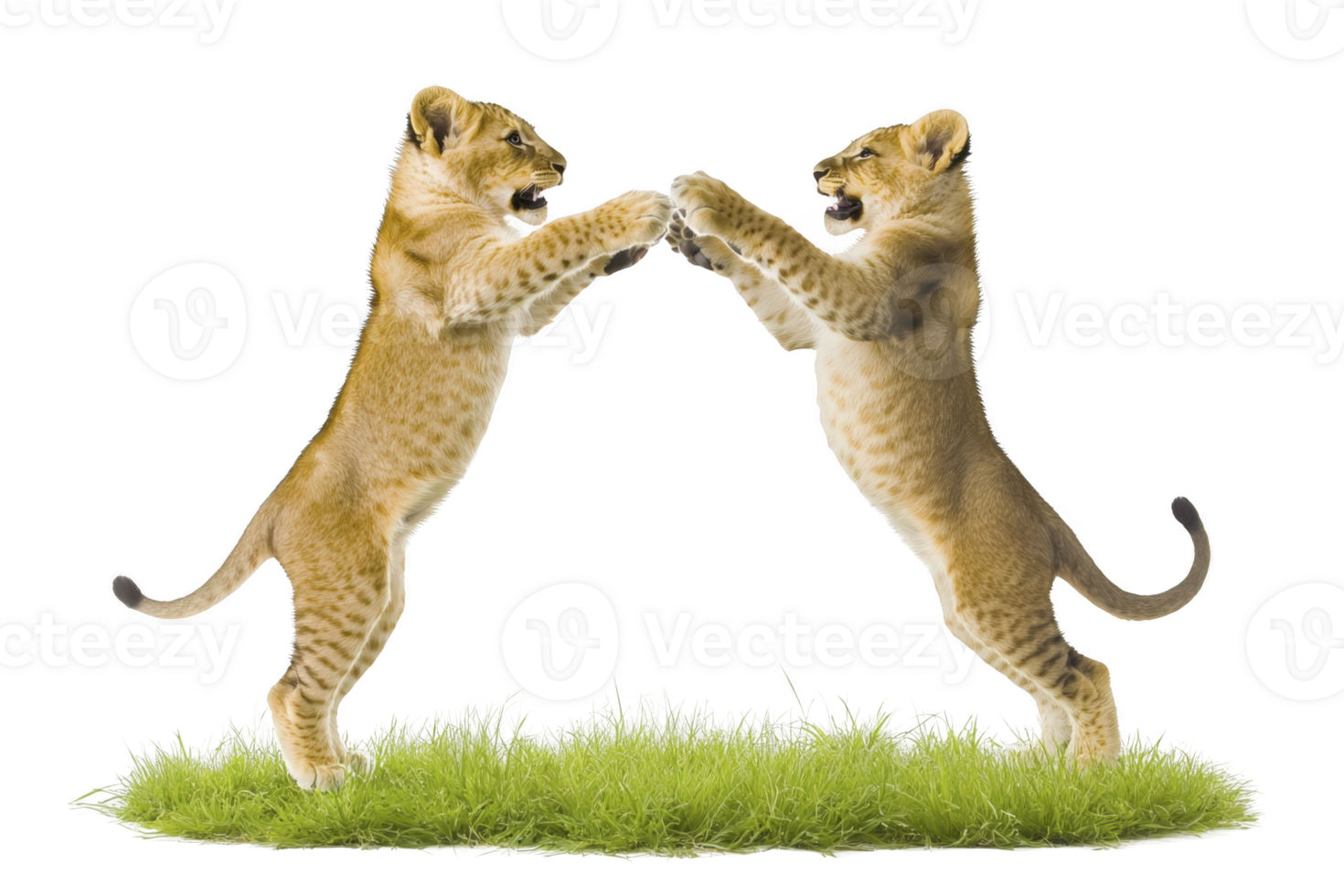 A Two playful lion cubs standing on hind legs, facing each other on patch of green grass, showcasing their youthful energy and curiosity png