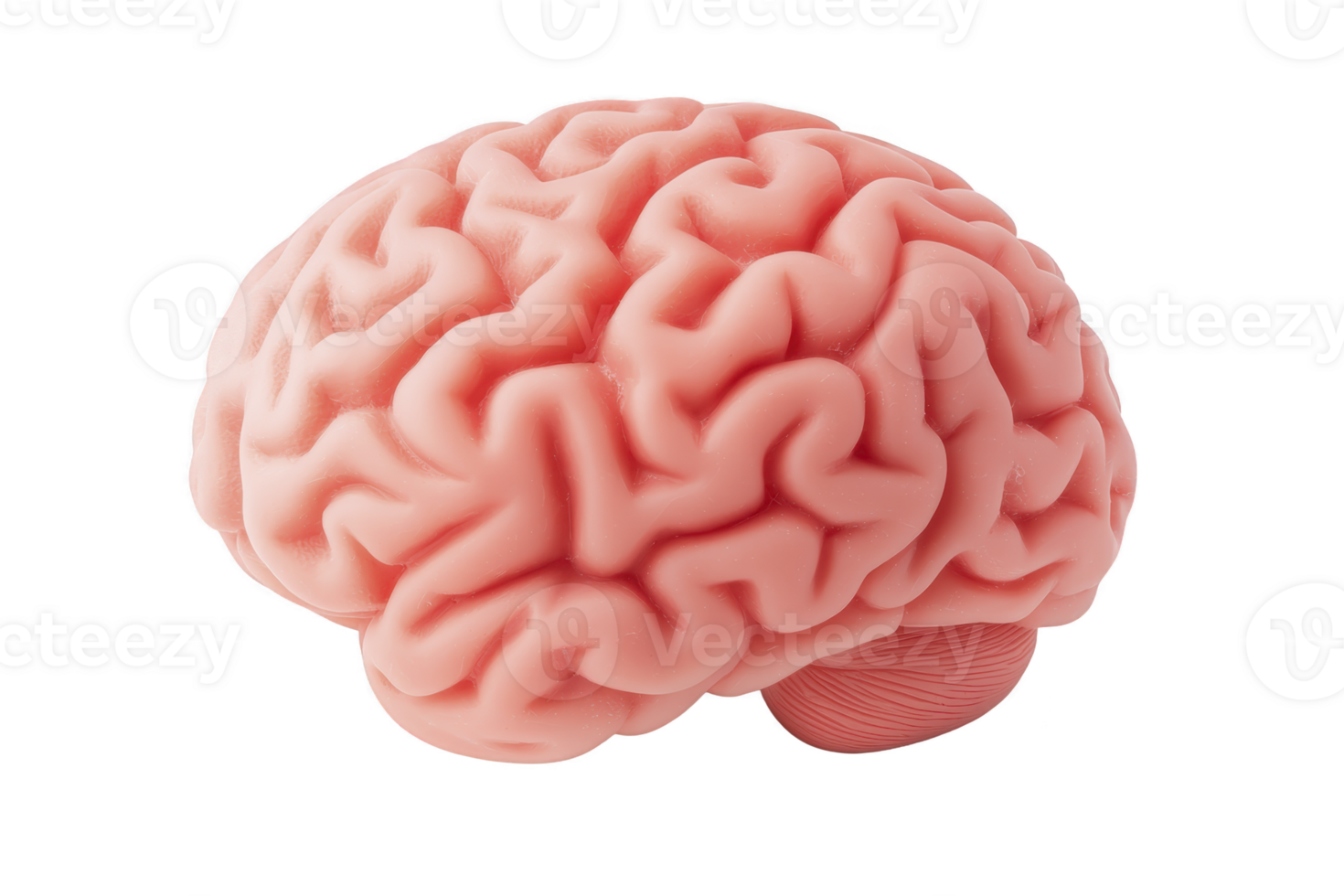 A realistic 3D rendering of human brain showcases intricate folds and grooves, highlighting its complex structure. pinkish hue adds lifelike touch to detailed model png