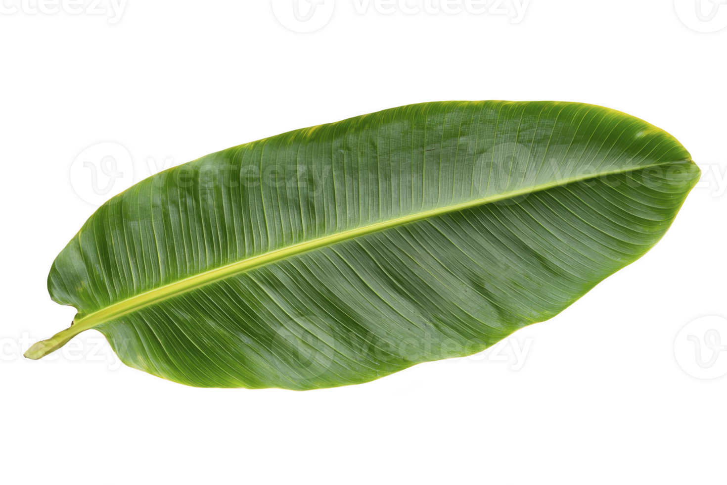 A vibrant green banana leaf with detailed texture and natural curves, isolated on transparency background, showcasing its tropical beauty png
