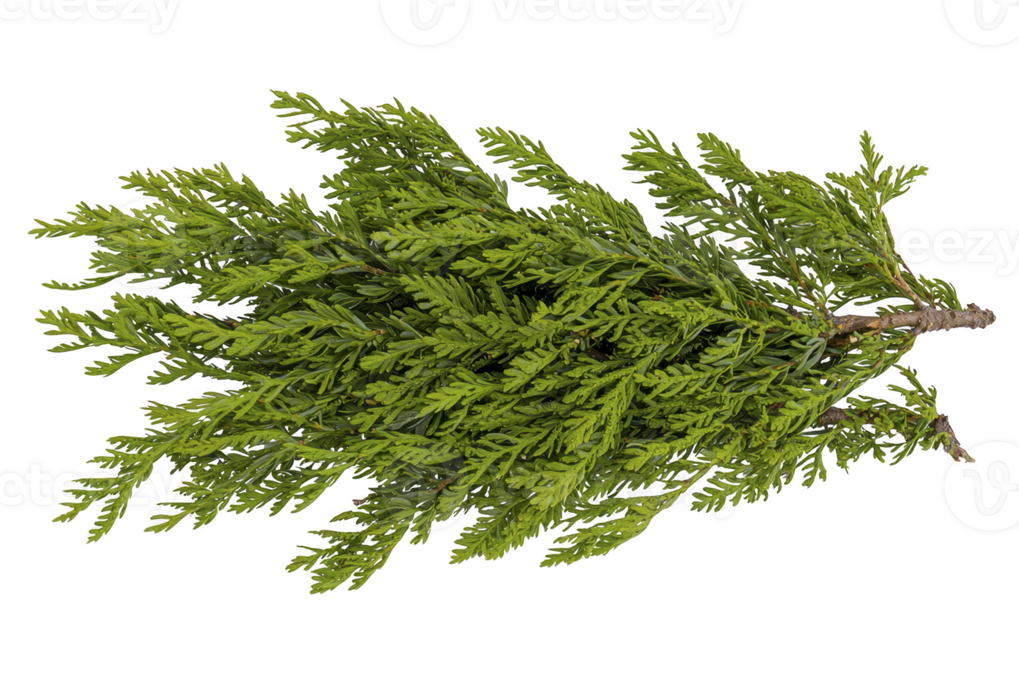 A lush green branch of coniferous tree with intricate needle like leaves, showcasing natural beauty and texture. Perfect for nature themed designs or botanical studies png