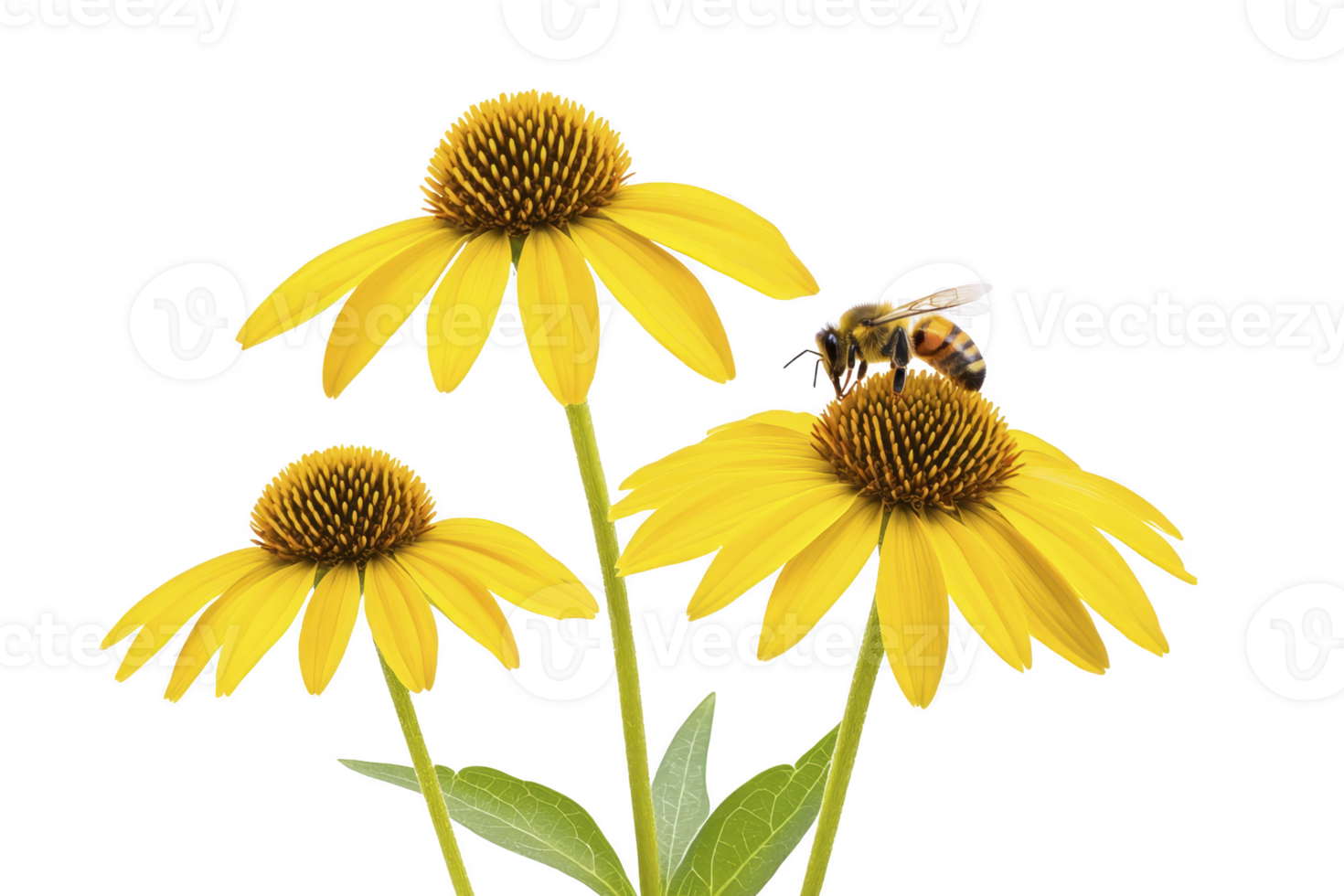 A Three vibrant yellow coneflowers with bee collecting nectar, showcasing nature beauty and pollination. flowers bright petals and green leaves create lively scene png