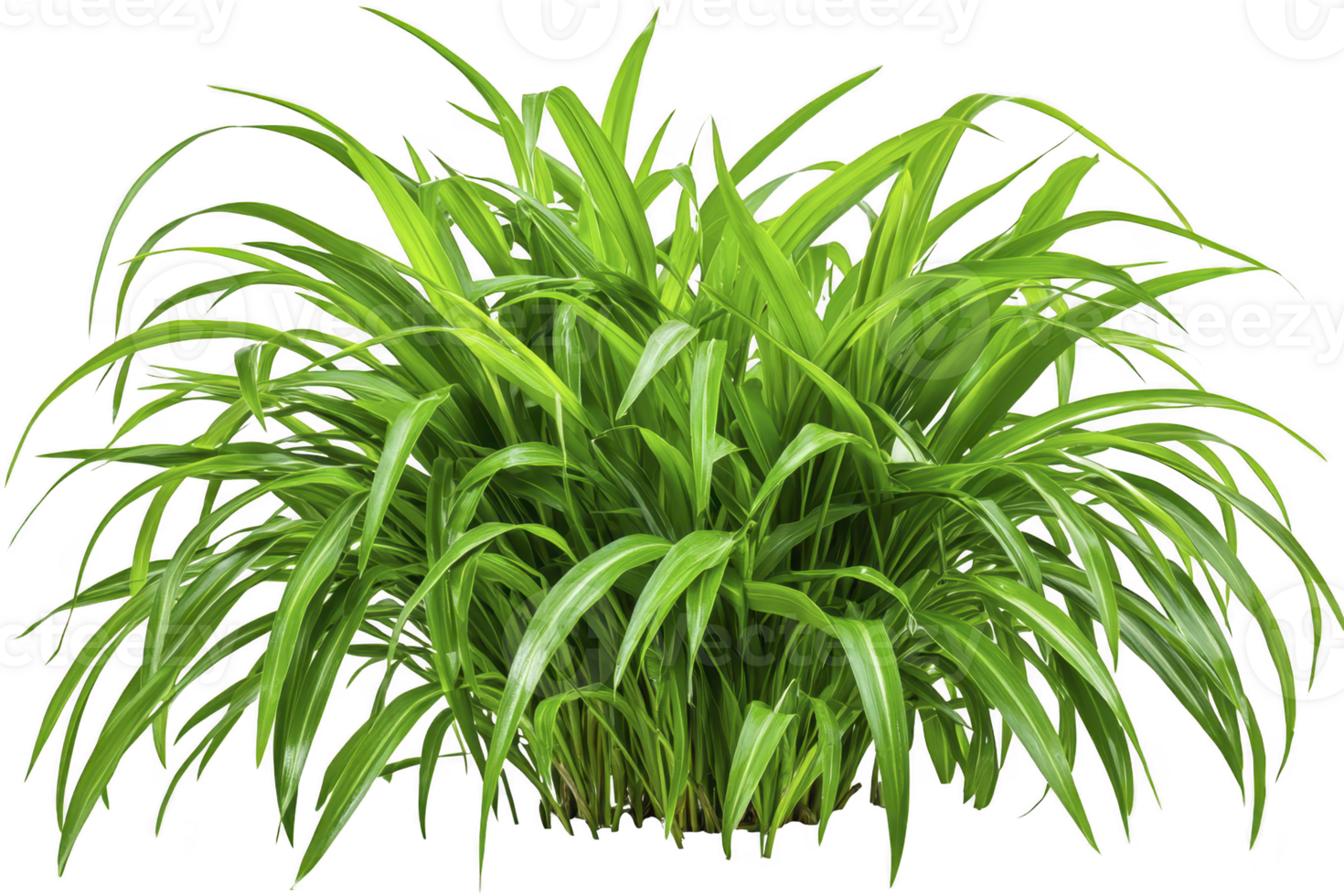 A lush, vibrant green bush with long, slender leaves creates sense of freshness and vitality. dense foliage is reminiscent of tropical environments, adding touch of nature beauty png