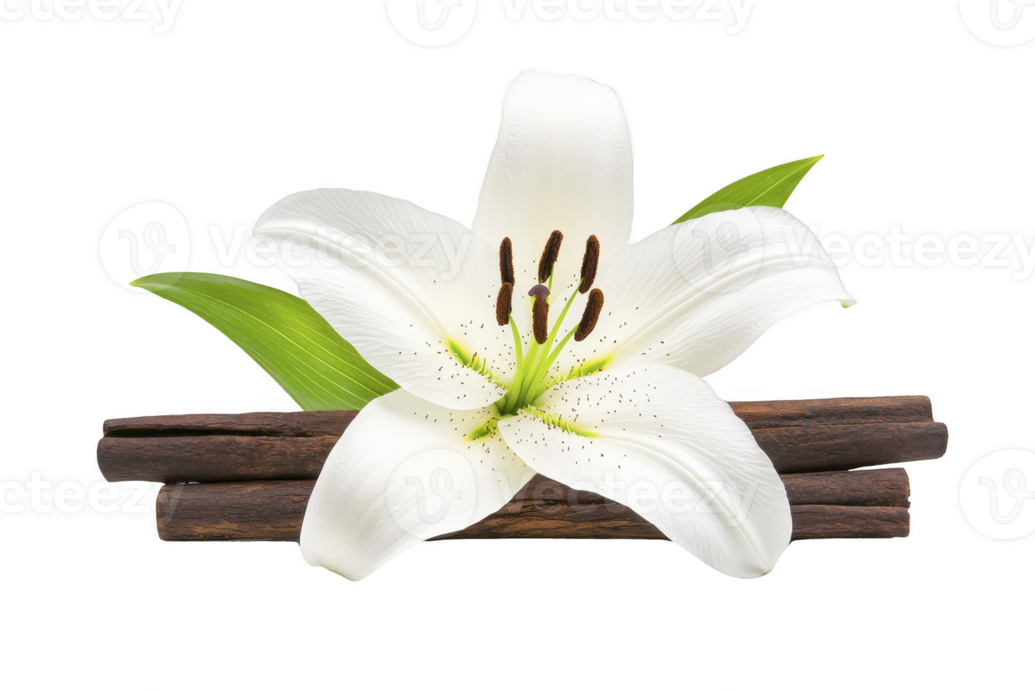 A beautiful white lily flower with green leaves is elegantly placed on stack of cinnamon sticks, creating harmonious and fragrant composition png