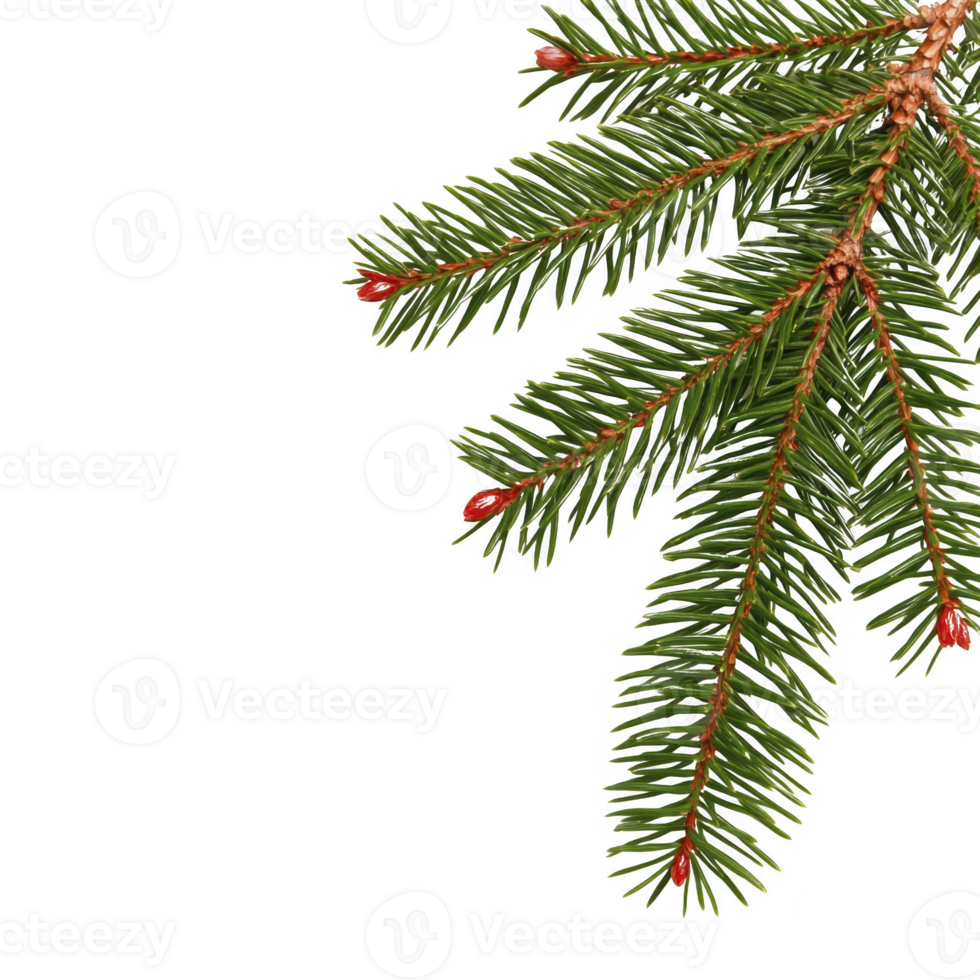 A close up of green pine branch with red buds, showcasing natural texture and detail of needles and stems. image highlights vibrant colors and intricate patterns of evergreen foliage png
