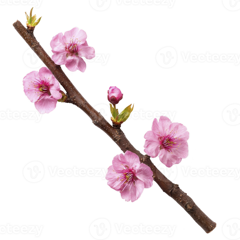 A branch with vibrant pink cherry blossoms and buds, showcasing delicate petals and fresh green leaves, isolated on transparency background png