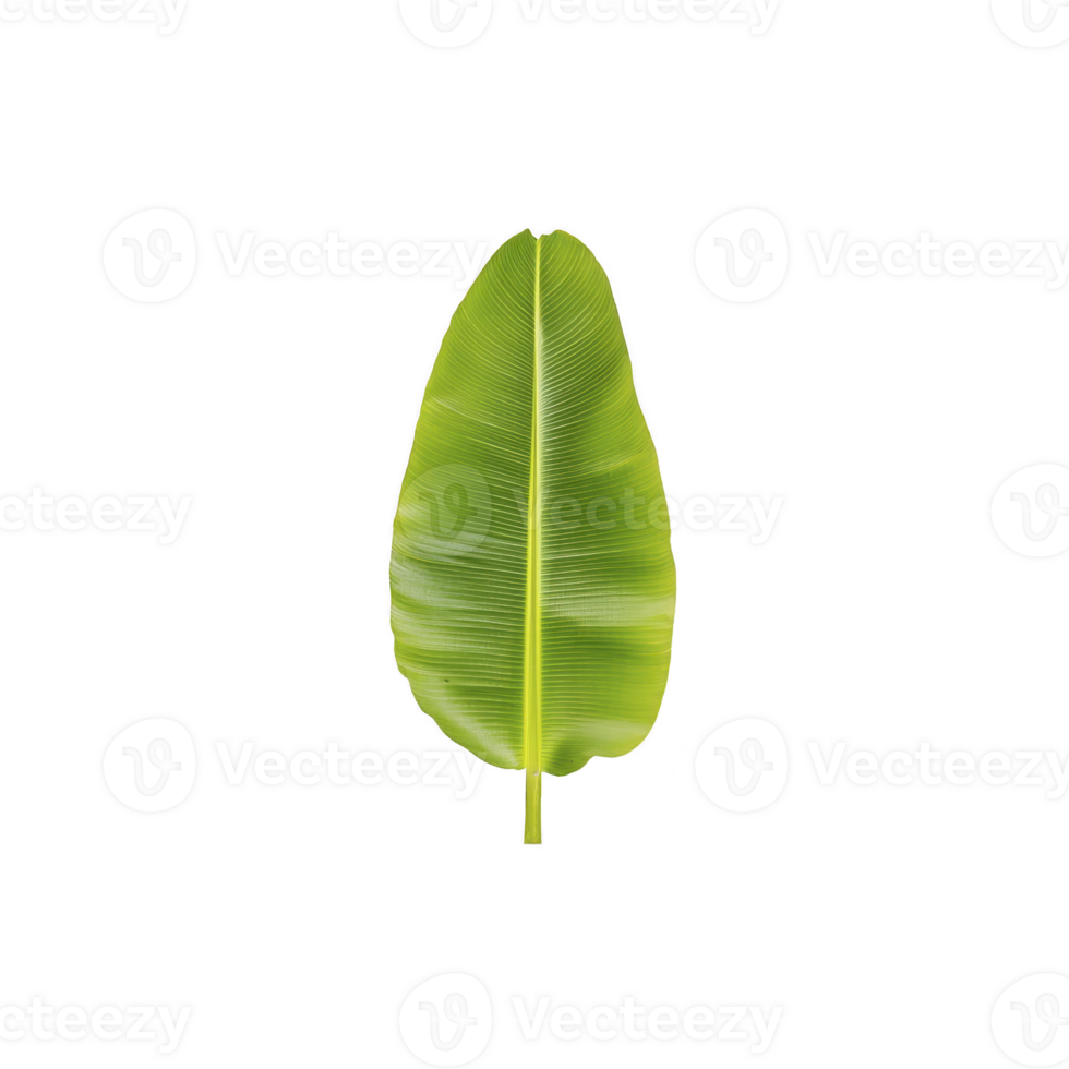 A vibrant green banana leaf isolated on transparency background, showcasing its natural texture and tropical appeal. leaf smooth surface and bright color evoke sense of freshness and nature png