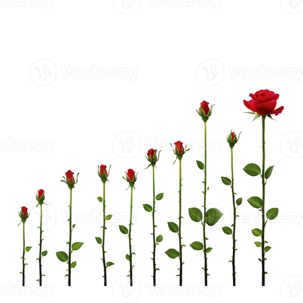 A series of red roses in various stages of growth, from bud to full bloom, is displayed against transparency background, illustrating natural progression of rose life cycle png