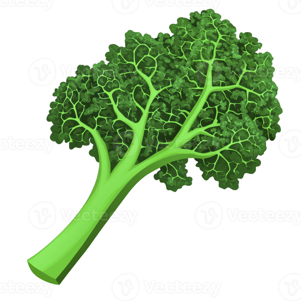 A vibrant illustration of fresh green broccoli floret with detailed texture and branching stems, showcasing its natural and healthy appearance png