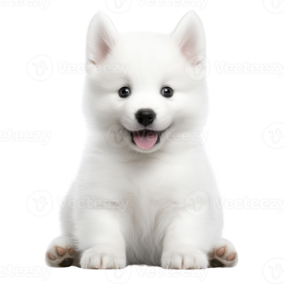 A fluffy white puppy with joyful expression sits facing forward, showcasing its adorable features and playful demeanor. puppy bright eyes and perky ears add to its charm png