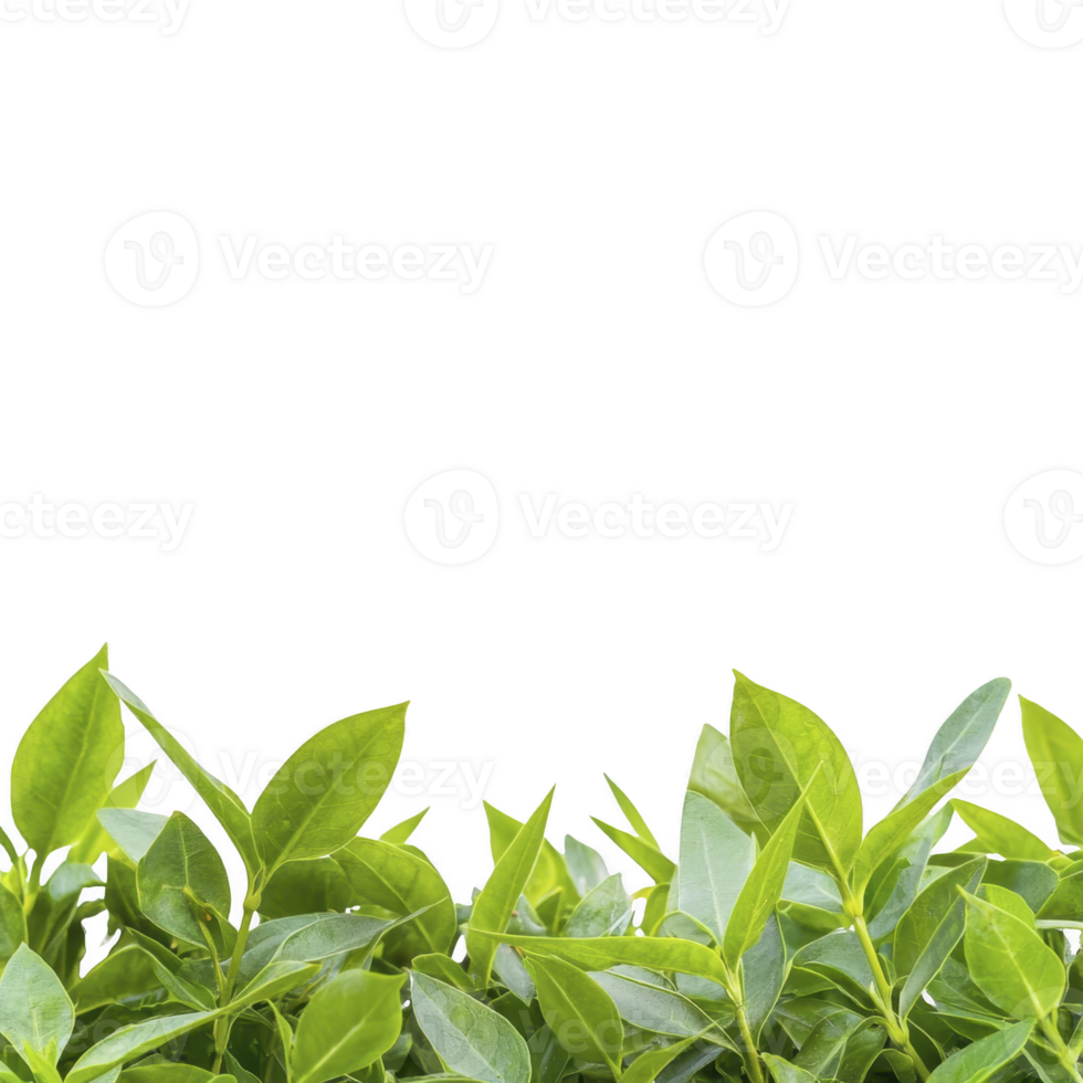 A Lush green leaves with vibrant colors create fresh and natural border at bottom of image, evoking sense of tranquility and growth png