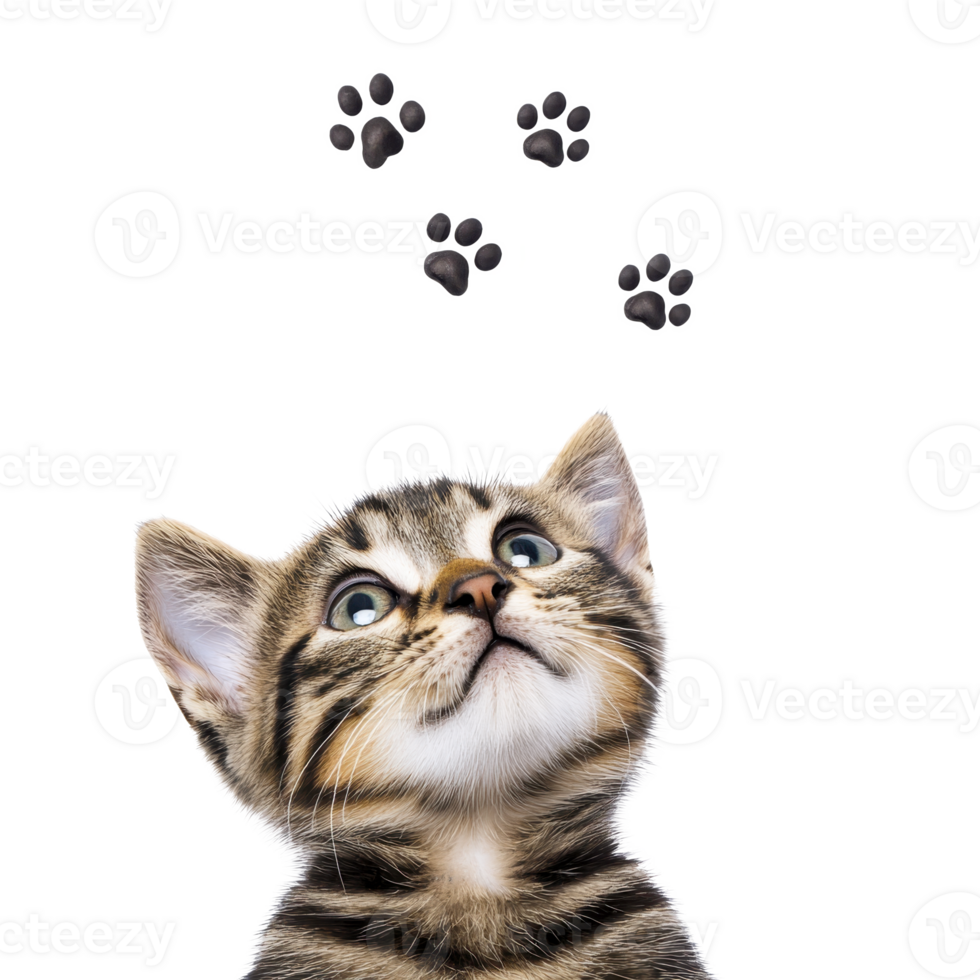 A curious tabby kitten looks up at floating paw prints, expressing wonder png