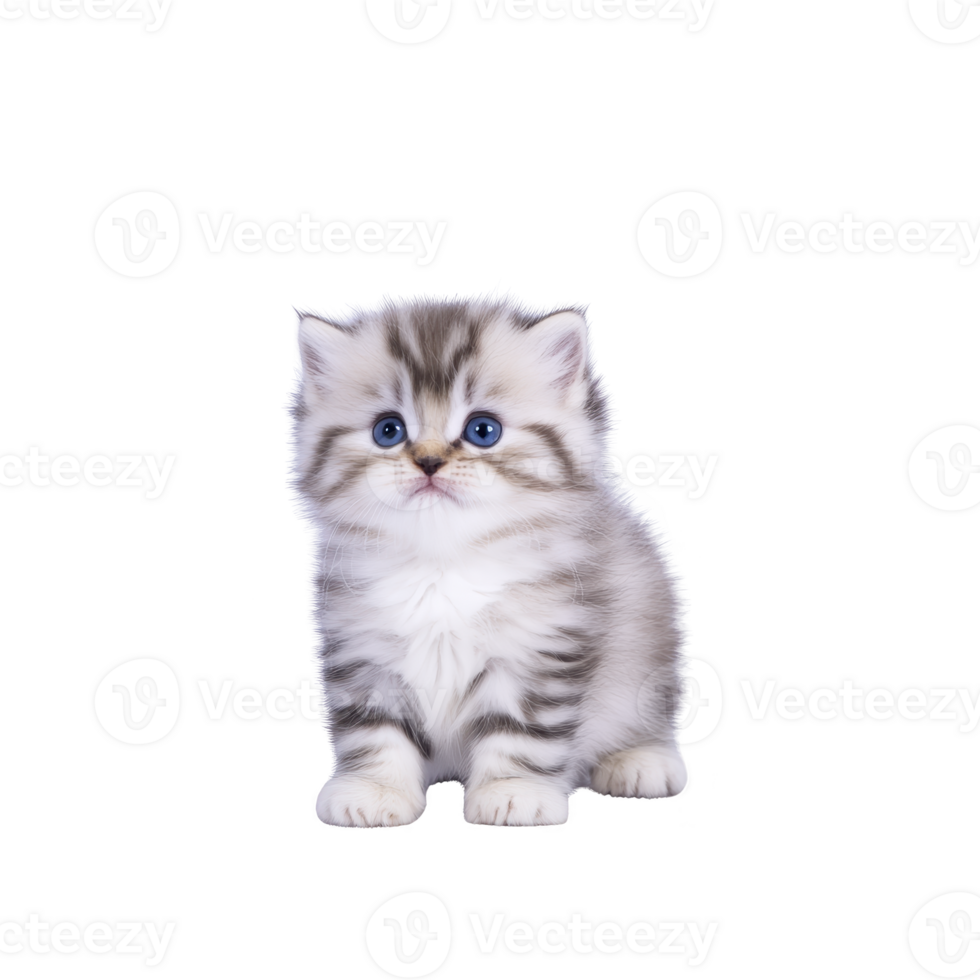 A fluffy gray and white kitten with blue eyes sits against plain background, looking curious and adorable. kitten soft fur and innocent expression make it irresistibly cute png