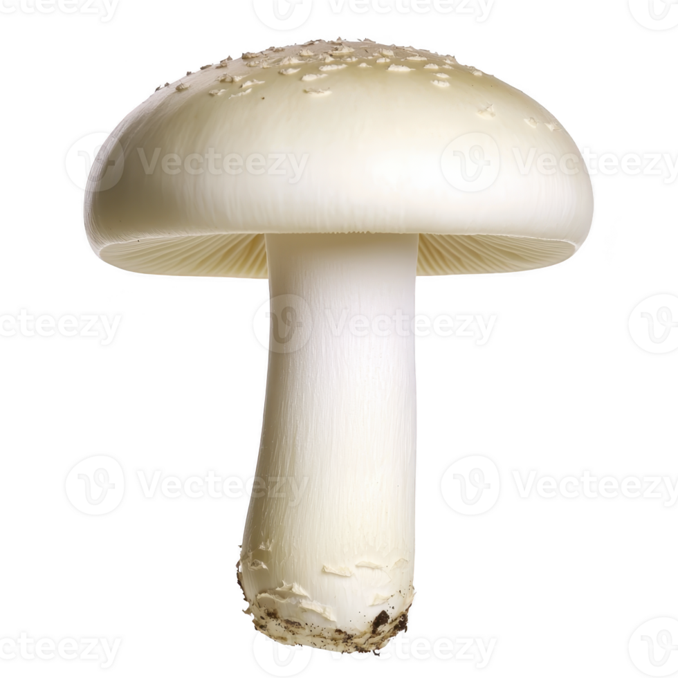A close up of fresh white mushroom with smooth cap and visible gills, isolated on transparency background. mushroom texture and details are clearly visible, highlighting its natural beauty png
