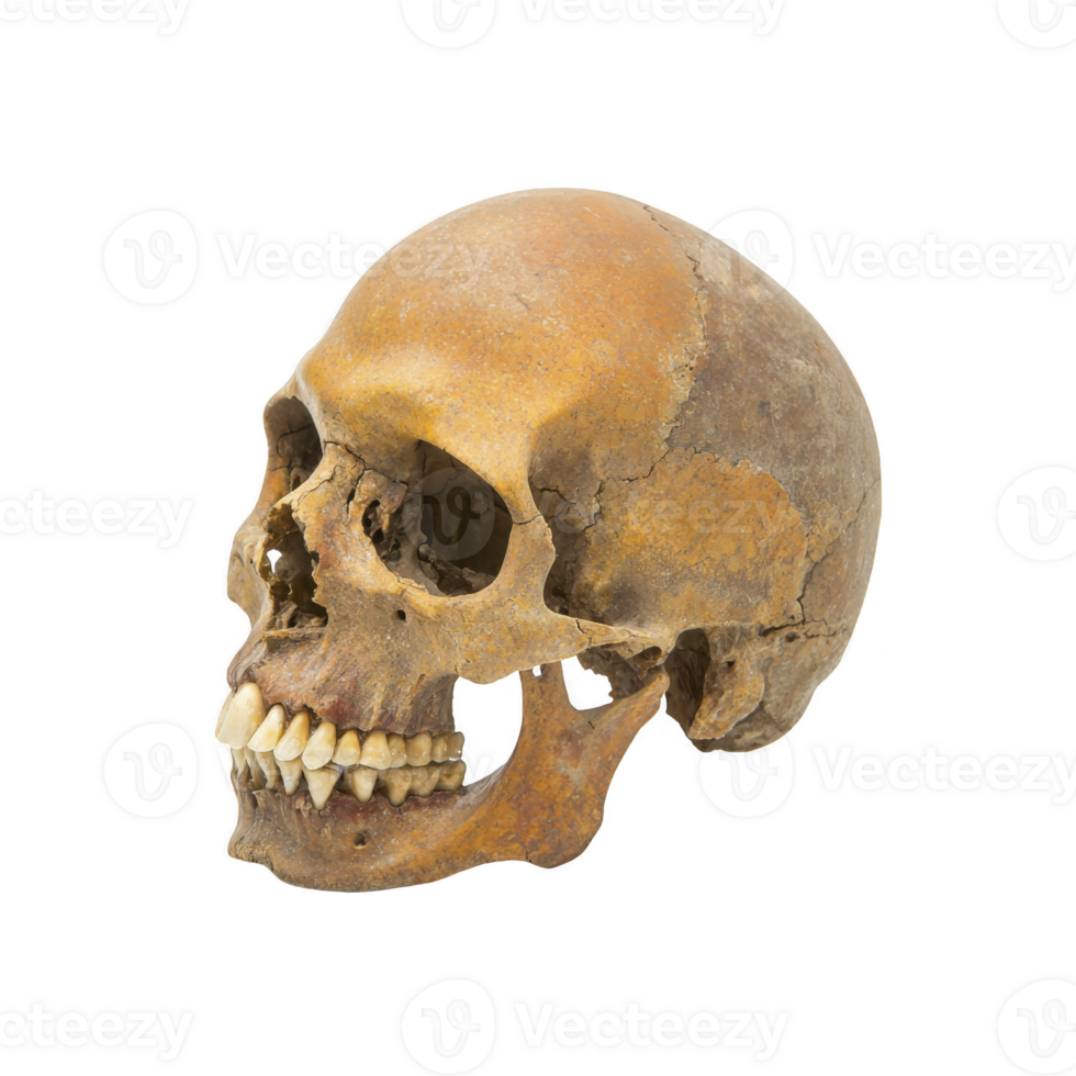 A weathered human skull with visible teeth and cracks, showcasing aged appearance, isolated transparency background. skull texture and color suggest historical significance or archaeological png