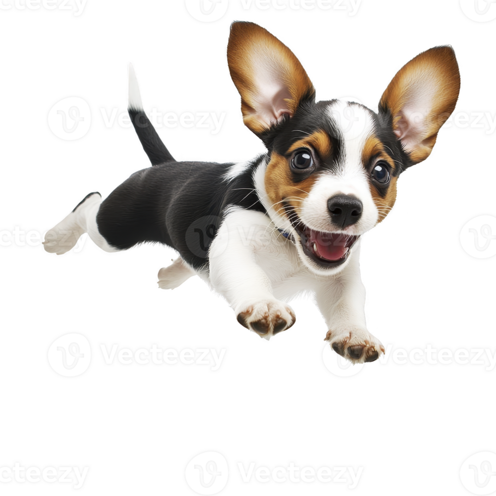 A playful puppy with large ears and joyful expression leaps forward, showcasing its energy and excitement. black and white fur adds to its adorable appearance png