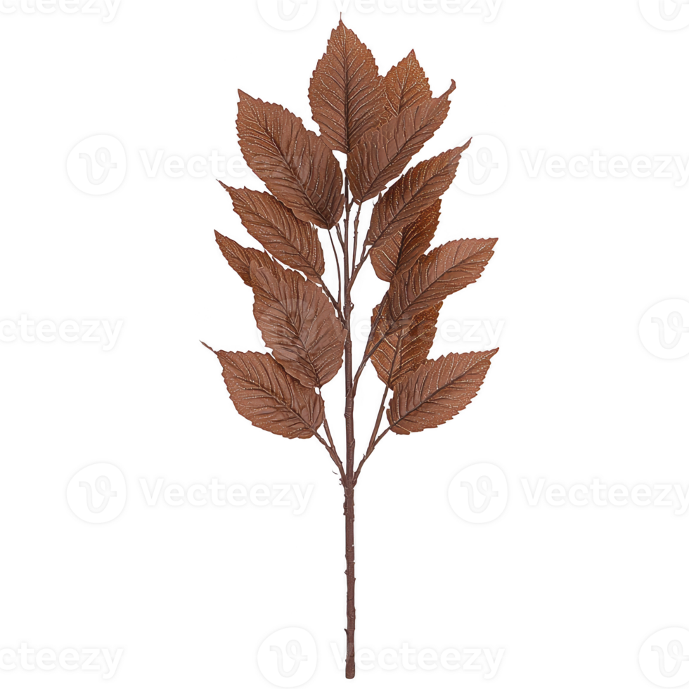 A branch with multiple brown leaves is displayed against plain background, showcasing its natural texture and autumnal color png