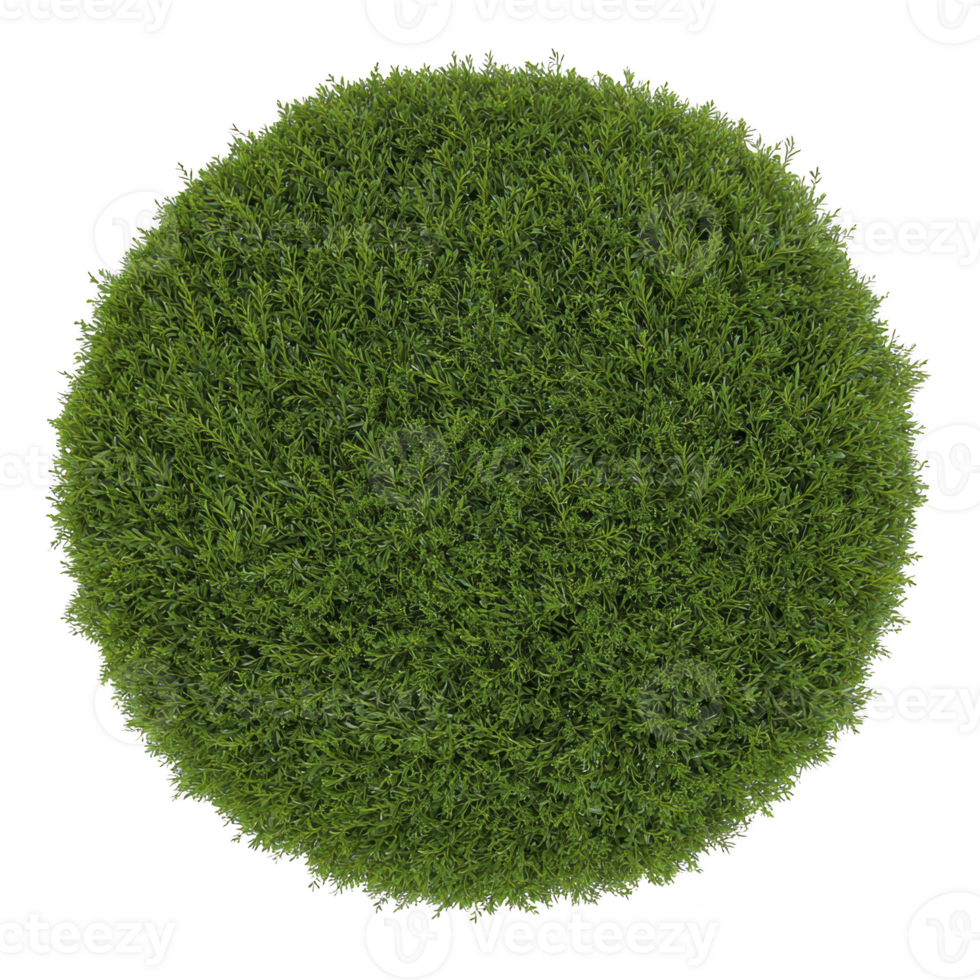 An Aerial view of round, lush green bush with dense foliage, isolated on transparency background. vibrant greenery creates natural and fresh appearance png