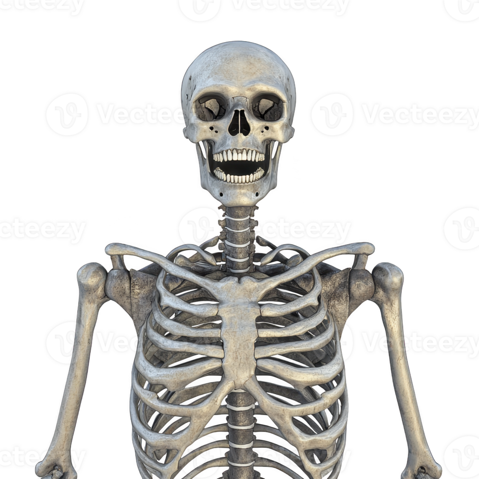 human skeleton model is shown with detailed view of skull, ribcage, and upper limbs. bones are depicted in realistic manner, highlighting anatomical features png
