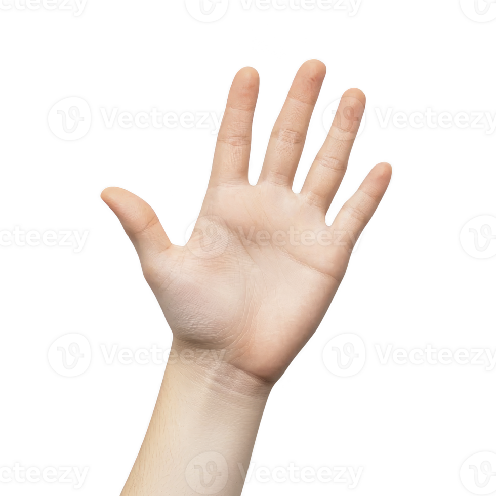 raised human hand with fingers spread open against plain background, symbolizing greeting or stop. skin tone is light, and hand appears relaxed and natural png