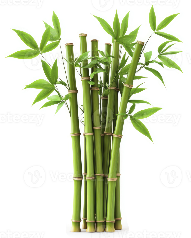 a Lush green bamboo stalks with vibrant foliage png