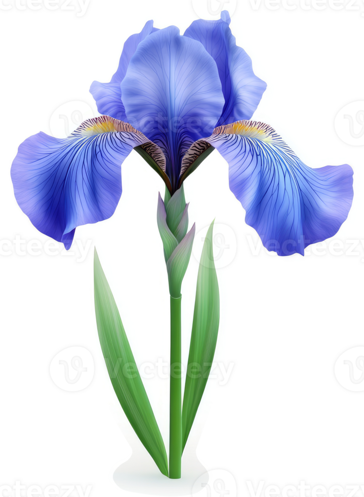 Vibrant, light purple iris flower in full bloom png