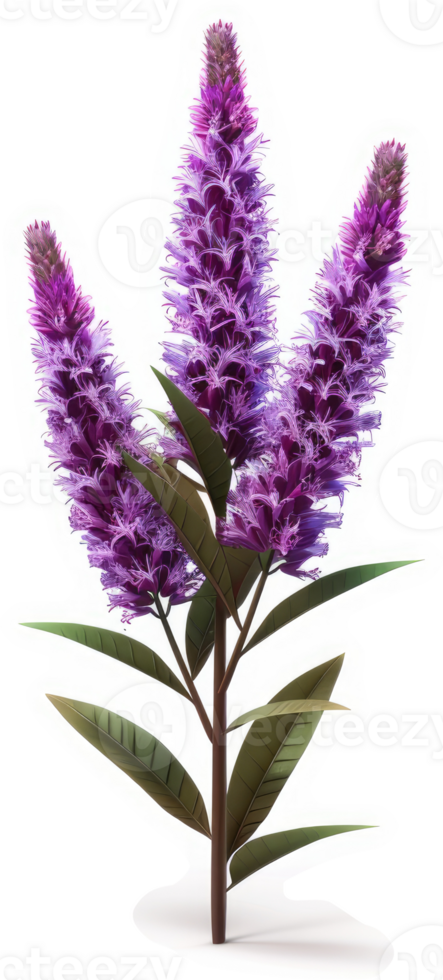 Showy purple flower cluster with long stems. png